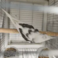 عروس هلندی جفت مولد و تکی بالغ