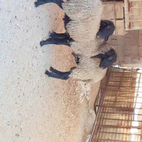 فروش قوچ رومانوف|حیوانات مزرعه|شیراز, آبیاری|دیوار