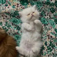 گربه|گربه|اردبیل, |دیوار