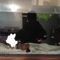 اکواریوم بالوازم وماهی