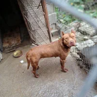 سگ پیتبول|سگ|نشتارود, |دیوار