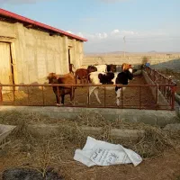 ۱۲راس گوساله  تلیسه دو رگ آبستن و پای کل
