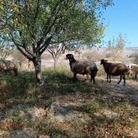 قوچ همو|حیوانات مزرعه|شیروان (خراسان), |دیوار