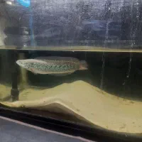 ماهی چانا اسیاتیکا|ماهی|تهران, جوادیه تهرانپارس|دیوار