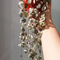 سروپژیا ابلق مادری