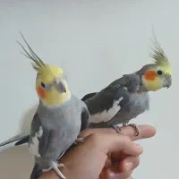 عروس هلندی سخنگو