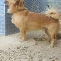 واگذاری سگ شیتزو اصل