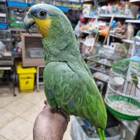 آمازون پیشونی آبی فول دستی کلامدار