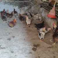 مرغ وخروس رسمی تخم.گوشت