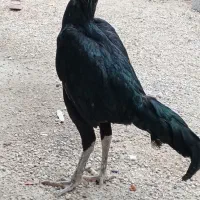 خروس سیاه زاغ پرمرغی پاکستانی افغان موقعیت .بستک