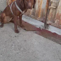 سلام پیونترماده ۱۵ماهه عالی قبراق واکسیناسیون شده