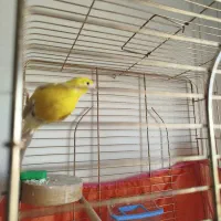 دو عدد قناری ماده