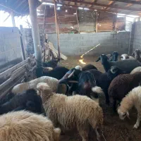 گوسفند زنده قصابی و نذری موجود میباشد|حیوانات مزرعه|فومن, |دیوار