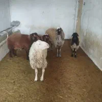 یک راس بره نرعشقی حدودا۵۰کیلوچاق