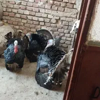 مرغ|حیوانات مزرعه|زابل, |دیوار