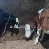 دو گوساله ماده اصل سیمینتال مونتی بیلیارد شیری گاو|حیوانات مزرعه|اردبیل, |دیوار