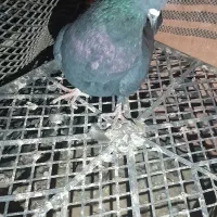 فروش ۳تا تهرانی|پرنده|دهلران, |دیوار