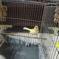 قناری ماده