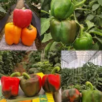 نشاء فلفل دلمه گلخانه ای|خدمات باغبانی و درختکاری|اصفهان, تیران|دیوار