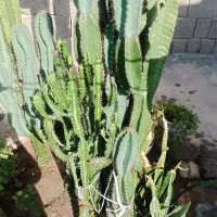 فروش کاکتوس سیب پرو بزرگ و خاص|گل و گیاه طبیعی|بندر دیر, |دیوار