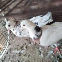 5 جفت کفتر پرشی