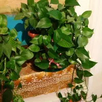 گل پتوس. دیفن. سانسوریا شمعدونی|گل و گیاه طبیعی|شیراز, ارم|دیوار