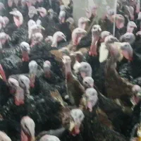 فروش تخم و جومه بوقلمون(برنز و بوربون)|حیوانات مزرعه|تبریز, |دیوار