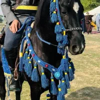 افسار اسب کله اوسار  کله گیر اسب