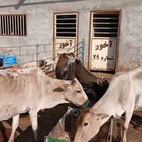 گاو آبستن یا گوساله