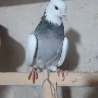 کبوتر طوقی نروماده