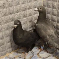 کفتر|پرنده|شیراز, شهرک بهار|دیوار
