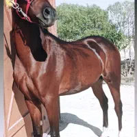 اسب درجه یک|اسب و تجهیزات اسبسواری|تهران, جوادیه|دیوار