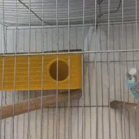 جفت مرغ عشق|پرنده|تهران, بیسیم|دیوار