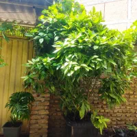 آکوبا|گل و گیاه طبیعی|قائم‌شهر, |دیوار