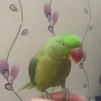 طوطی شاه طوطی سخنگو