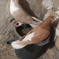 ساده هفت رنگ نر و ماده