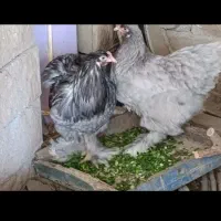 مرغ و خروس نژاد دار چند نمونه  و برهما