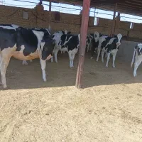 گاو گوساله
