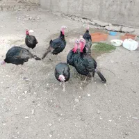 بوقلمون نر محلی