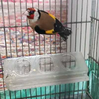 سهره|پرنده|صباشهر, |دیوار
