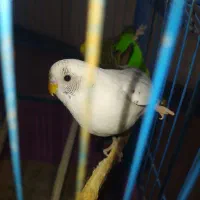 مرغ عشق|پرنده|بندر ماهشهر, |دیوار