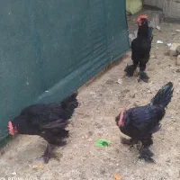 خروس اصیل مرندی جوان