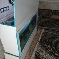 آکواریوم بزرگ|ماهی|زابل, |دیوار