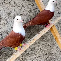 کله سفید مخمل کربلایی کلاغ کربلایی طوقی دمسفید|پرنده|فلاورجان, |دیوار