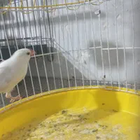 فروش فنچ نرگسی ماده و خونگی و غیره