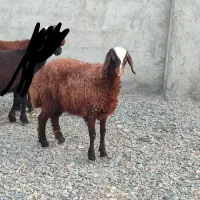دو عدد بره ماده شالی و غزل افشار