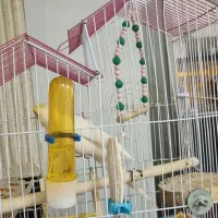 فروش عروس هلندی|پرنده|رضوانشهر, |دیوار