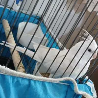 عروس هلندی|پرنده|پاکدشت, شهرک امام رضا|دیوار