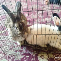 خرگوش نروماده|موش و خرگوش|کرمان, |دیوار