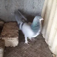 نروماده پاپر|پرنده|اصفهان, شاه پسند|دیوار
